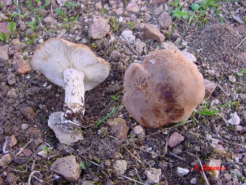 Leucopaxillus gentianeus